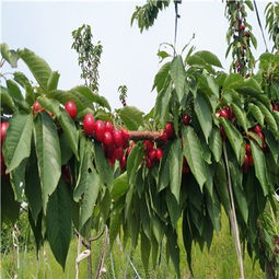 扦插櫻桃苗批發(fā)基地的專(zhuān)業(yè)經(jīng)營(yíng)指南