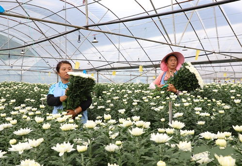 不負(fù)青山 逐綠前行 鎮(zhèn)寧自治縣書(shū)寫(xiě)林業(yè)高質(zhì)量發(fā)展綠色答卷