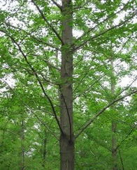 2012河北林木種苗交易會(huì) 推動(dòng)農(nóng)副產(chǎn)品銷(xiāo)售與產(chǎn)業(yè)升級(jí)